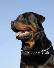 Image showing rottweiler