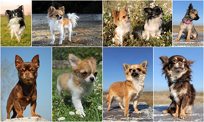 Image showing chihuahuas