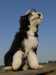 Image showing puppy berdead collie