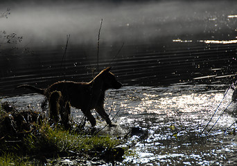 Image showing puppy in water