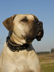 Image showing dogo canario