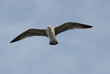 Image showing flying seagull