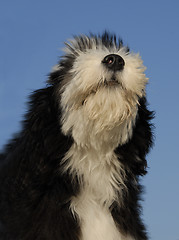 Image showing puppy bearded collie