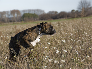 Image showing running  boxer