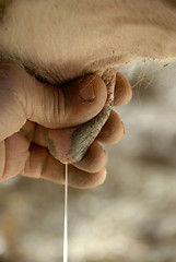 Image showing milking