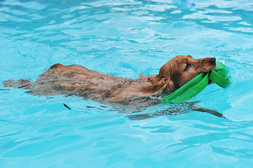 Image showing swimming cocker