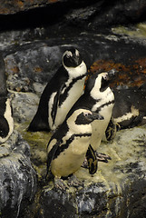 Image showing guillemots penguins