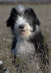 Image showing puppy bearded collie