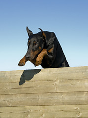 Image showing jumping doberman