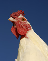 Image showing white chicken