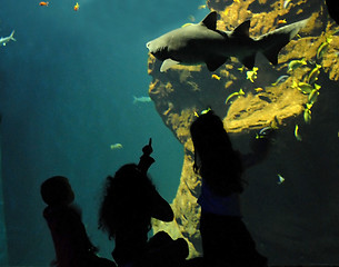 Image showing childrenl and shark