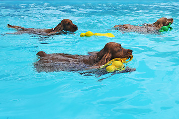 Image showing swimming cocker