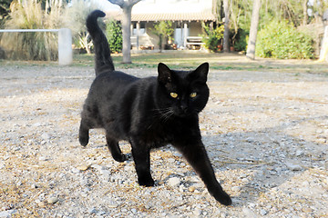 Image showing black cat