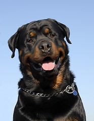 Image showing rottweiler