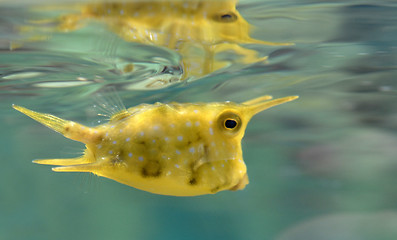 Image showing cow fish