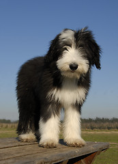 Image showing puppy berdead collie