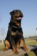 Image showing rottweiler