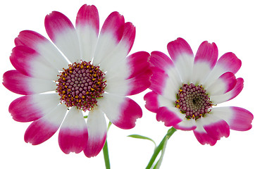 Image showing Beautiful pink flowers