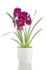 Image showing Pansy Orchid - Miltonia Lawless Falls 