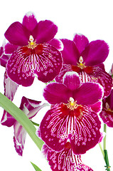 Image showing Pansy Orchid - Miltonia Lawless Falls 