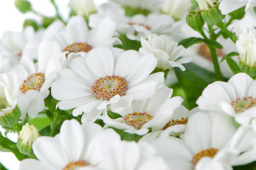 Image showing Beautiful Chrysanthemum flowers 