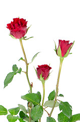 Image showing Bunch of velvet red roses