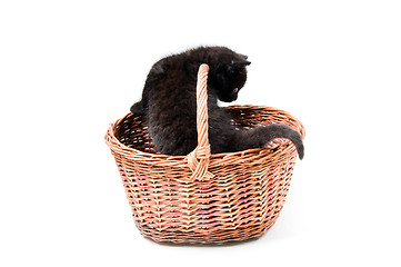 Image showing Little cute kitten in basket