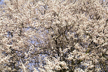 Image showing Flowering tree