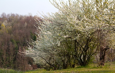 Image showing Flowering trees 