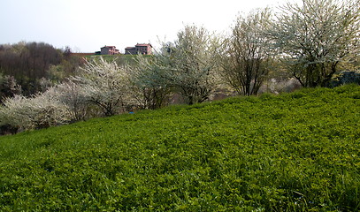 Image showing Flowering trees