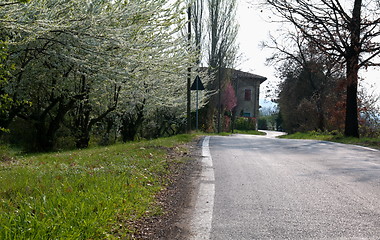 Image showing Flowering tree close to a road