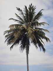 Image showing Coconut tree