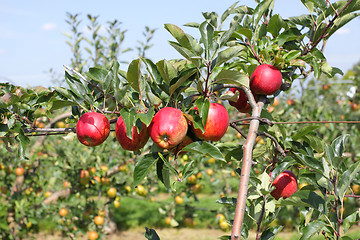 Image showing apple orchard in summer, covered with colorful apples