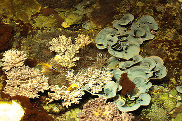 Image showing tropical marine reef with corals and fish Surgeons