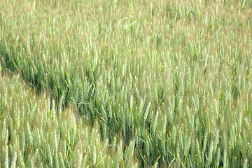 Image showing Green wheat fields in spring