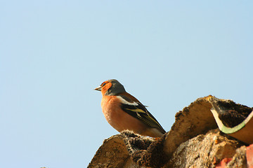 Image showing chaffinch wood with beautiful colors