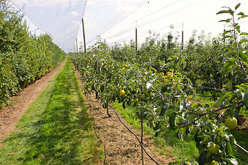Image showing apple orchard with nets to protect against hail and birds