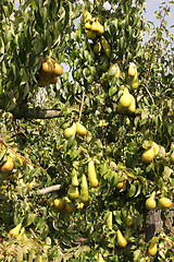 Image showing pear orchard, loaded with pears under the summer sun