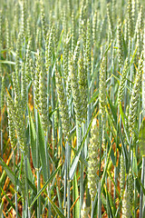 Image showing Green wheat fields in spring