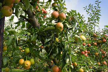 Image showing apple orchard in summer, covered with colorful apples