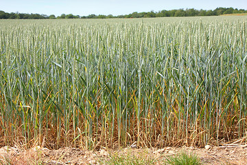 Image showing Green wheat fields in spring