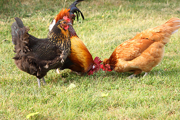 Image showing beautiful colorful rooster in a farmyard in France