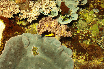 Image showing tropical marine reef with corals and fish Surgeons