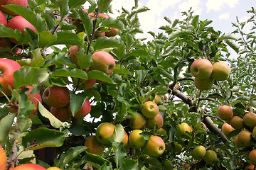 Image showing apple orchard in summer, covered with colorful apples