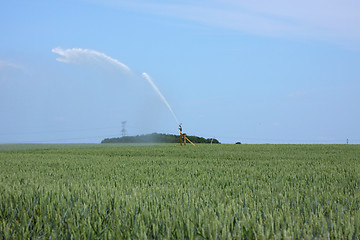 Image showing watering of wheat fields in summer