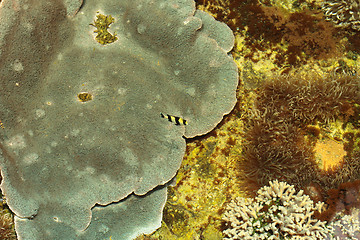 Image showing tropical marine reef with corals and fish Surgeons