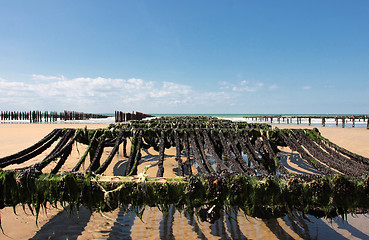 Image showing mussel farming on the coast of opal in the north of France