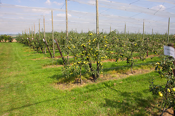 Image showing apple orchard with nets to protect against hail and birds