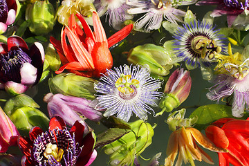 Image showing different colored passionflowers, passion flower, floating on water