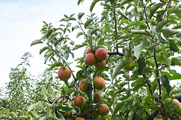 Image showing apple orchard in summer, covered with colorful apples